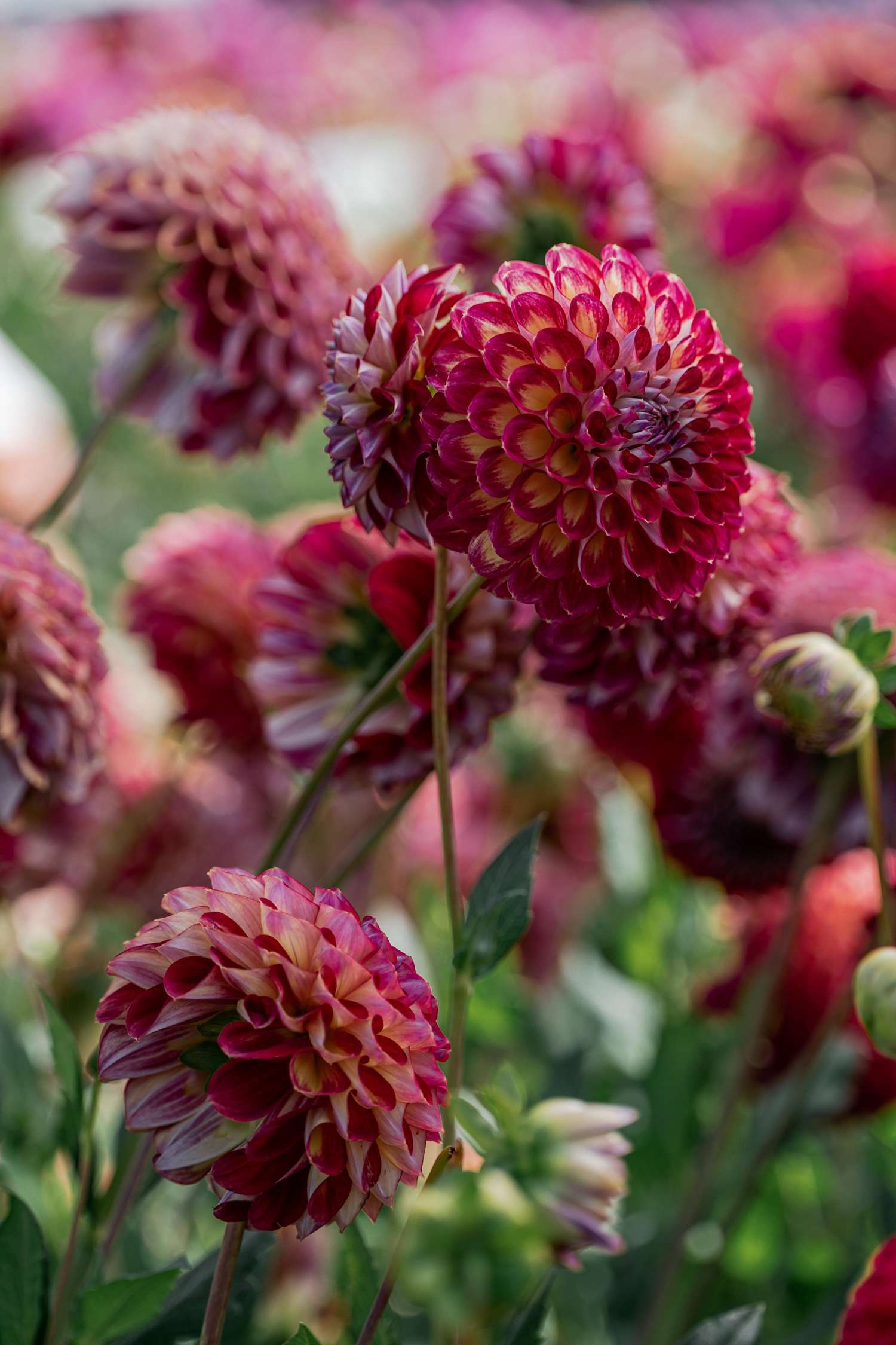 Daalia 'Jowey Joshua'